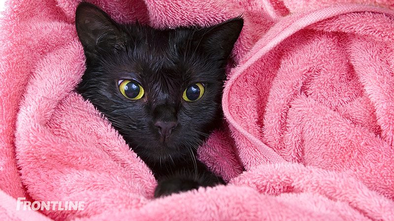 Sådan gør du kattebadet til en så behagelig oplevelse som muligt