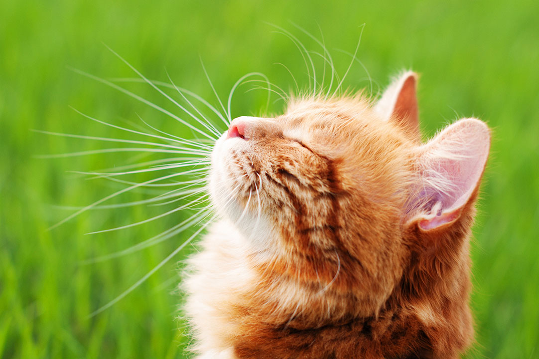 6 gode råd til valg af kattepension