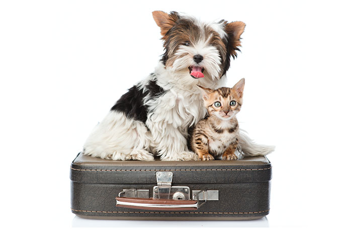 Skal du holde ferie med dit kæledyr?