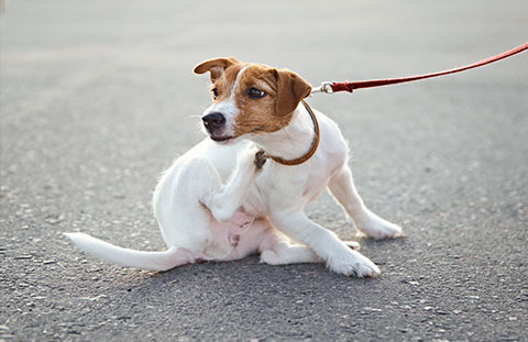 Lopper hund kat