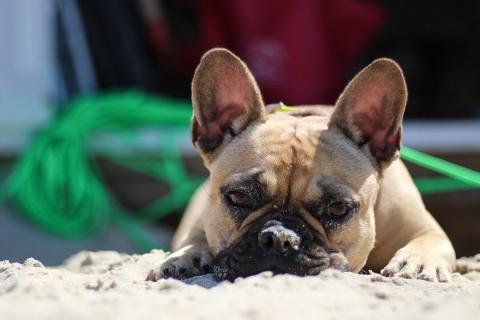 Hunde på stranden